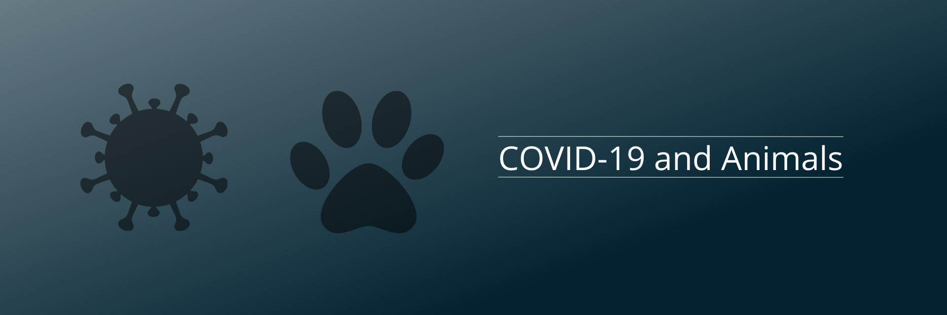 COVID and Animals banner image, black outline of virus particle, black outline of paw print, white text reading COVID and animals, on dark blue gradient background